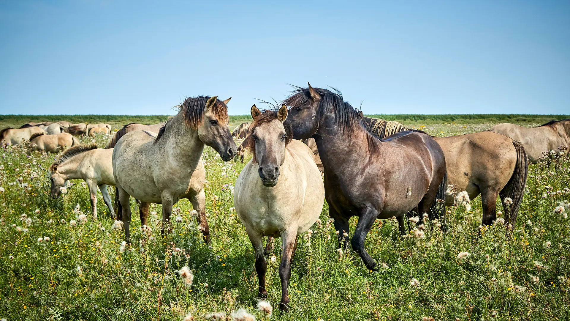 Flevoland De Oostvaardersplassen