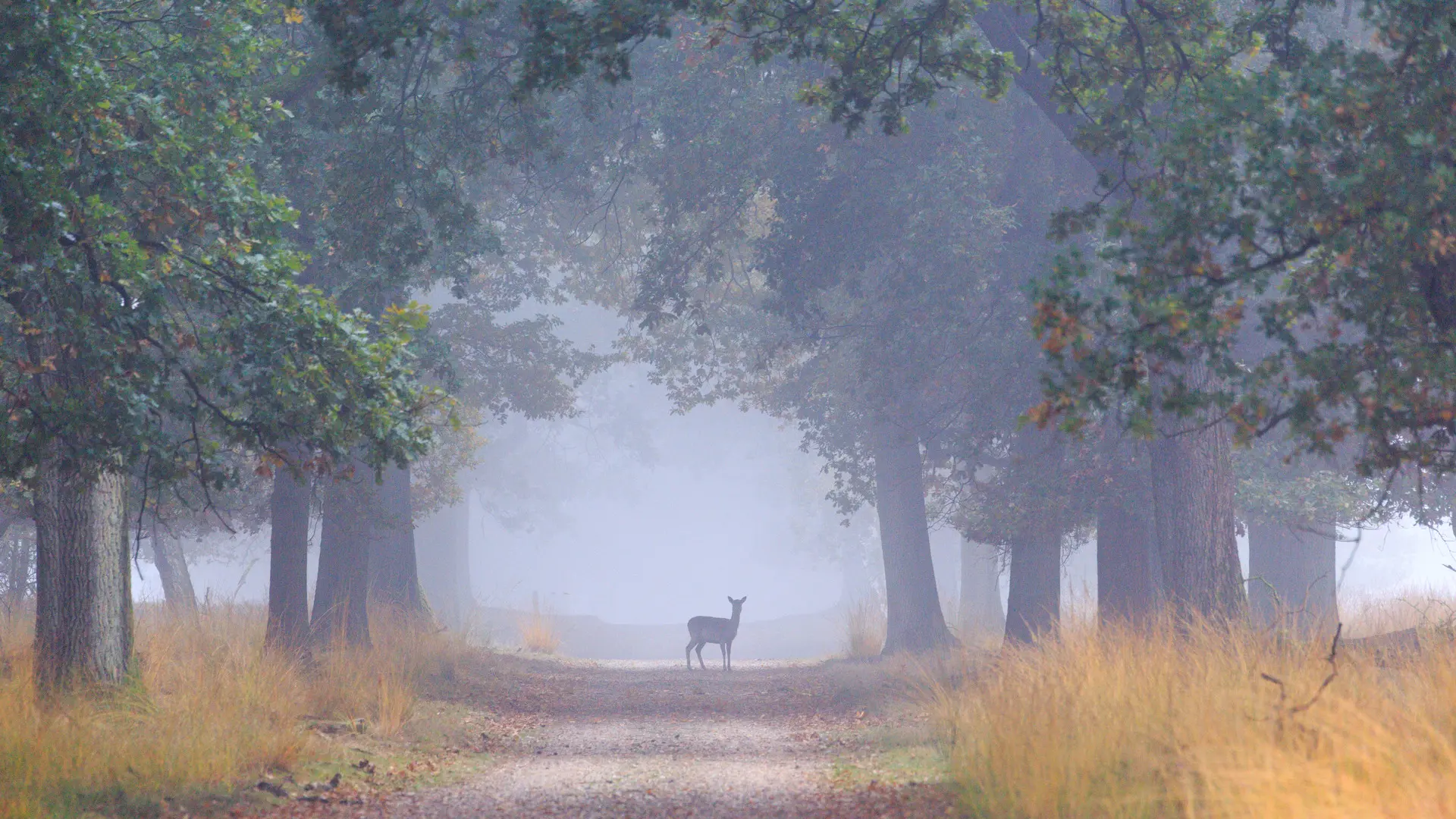 Wildtierroute Veluwe