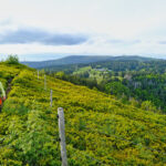 Schwarzwald Herzogenhorn Feldberg