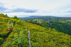 Schwarzwald Herzogenhorn Feldberg
