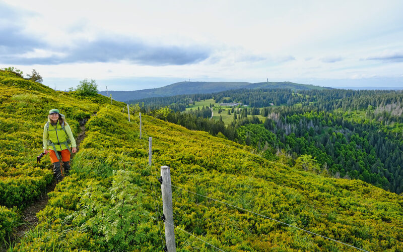 Schwarzwald Herzogenhorn Feldberg