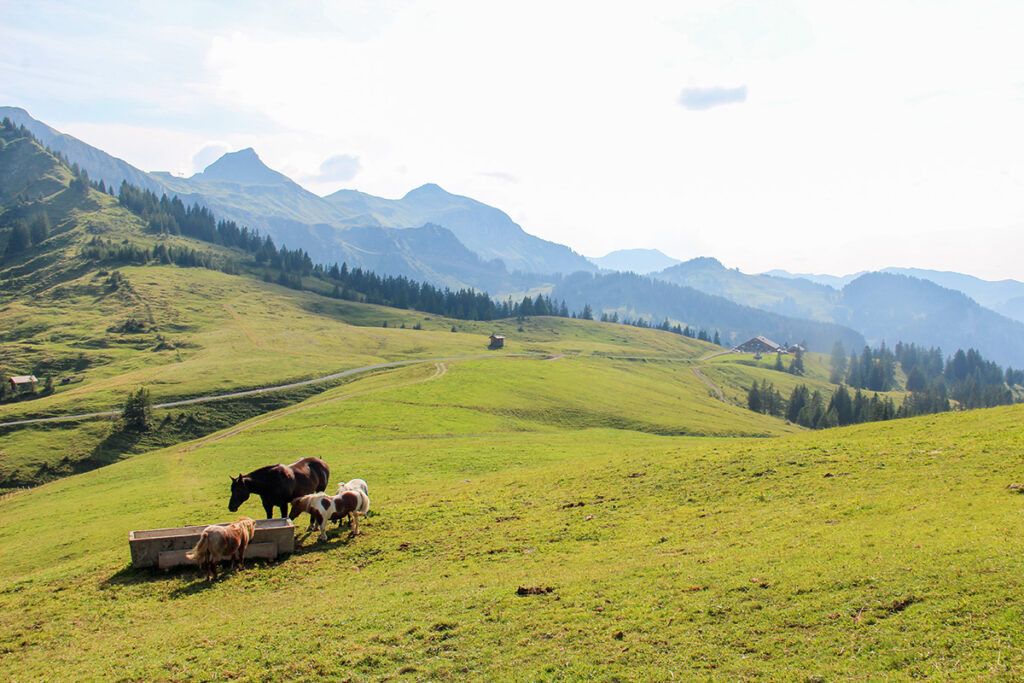 Bregenzerwald