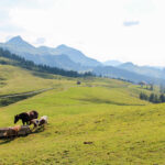 Bregenzerwald