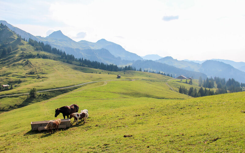 Bregenzerwald