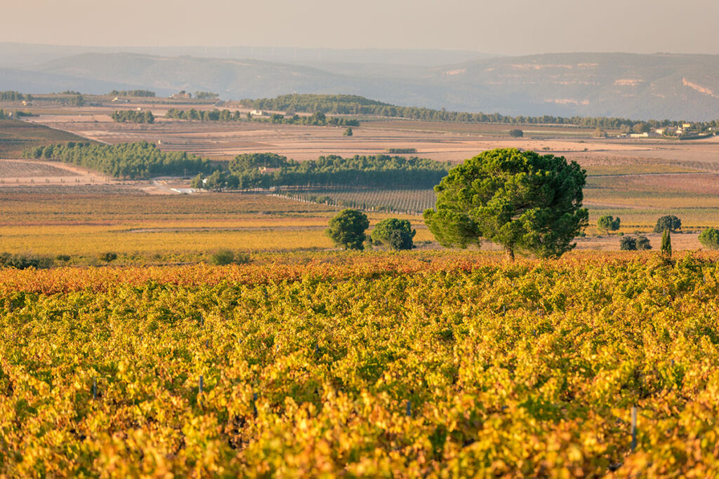 Weinberge bei Fontanars dels Alforins – herbstliche Farbenpracht und gelebte Weinkultur in der Region Valencia.